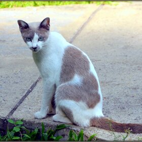 Кошка из города Паттайя