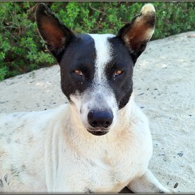 ������ ������� �� ���