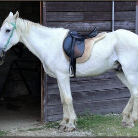 ����� �������