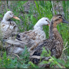 ����������� ���� �� �����...