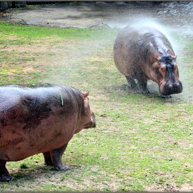 ���� ����. ������ ���������